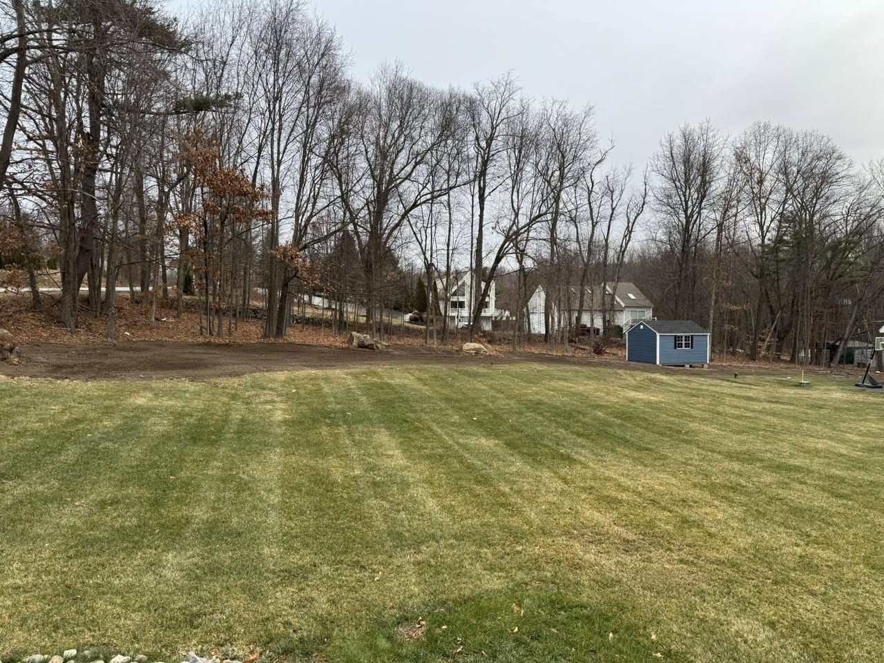 A freshly established green lawn behind a home with a shed at the tree line