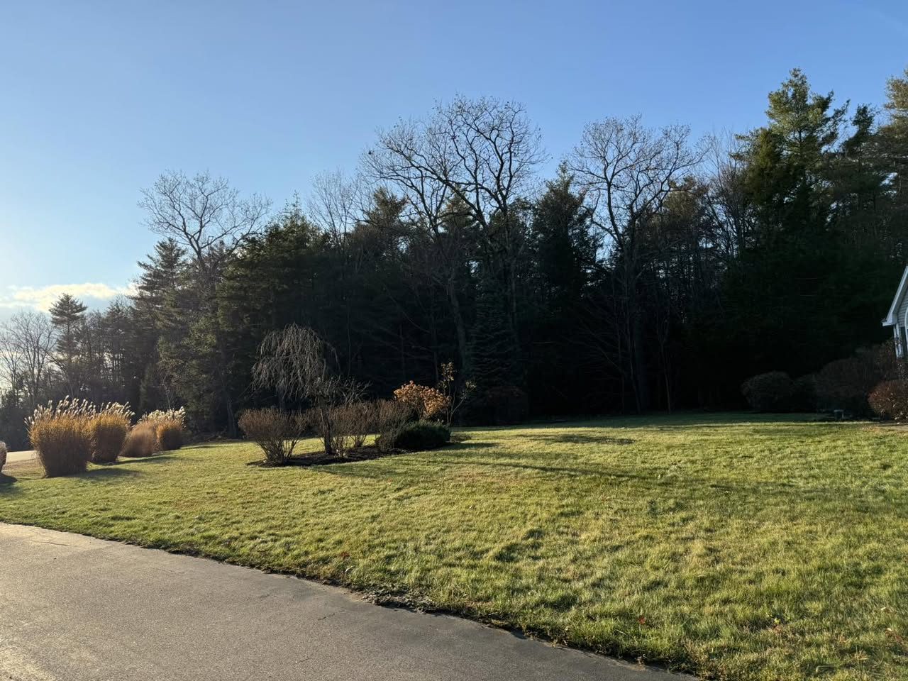 A sunny lawn with cleaned-up garden beds and shrubs heading into winter